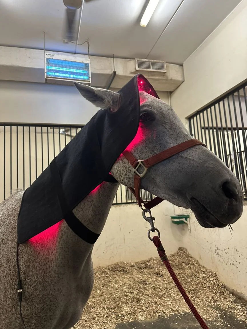 Solaura Equine Head & Neck Wrap | Red Light Therapy for Horses